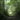Firefly Farms tree canopy