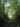 Firefly Farms tree canopy