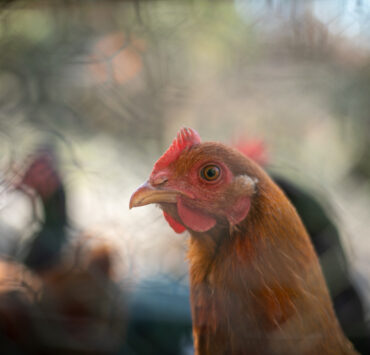 A brown chicken looks into the camera against a blurry background