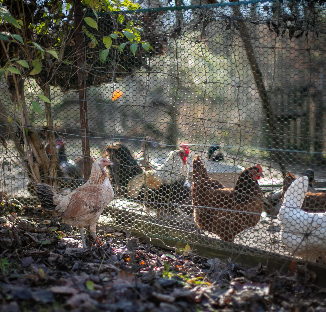 Image of a brown chicken standing outside of a fence where several other chickens stand.