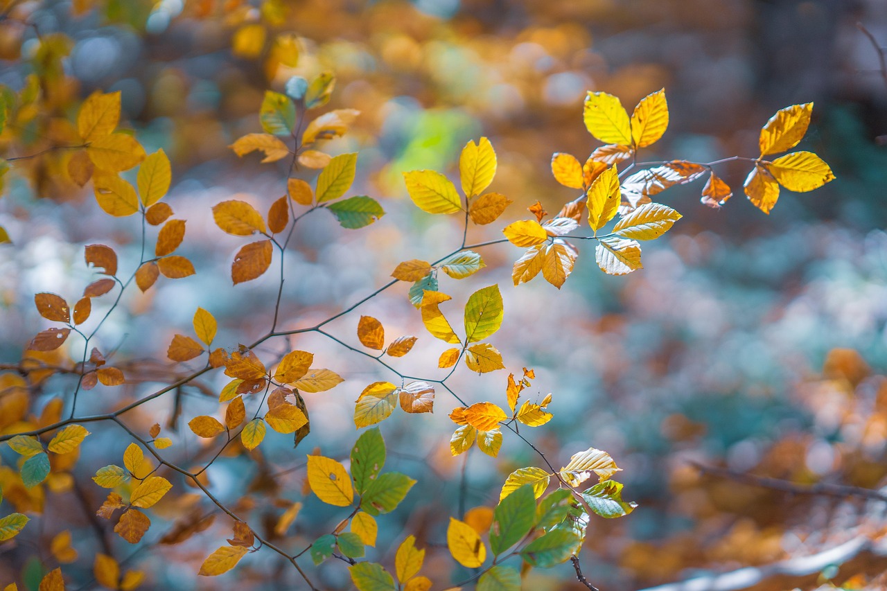 Fall leaves