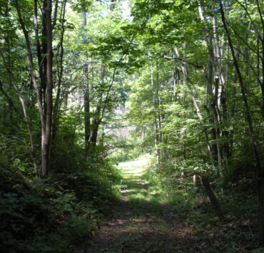 Firefly Farms tree canopy