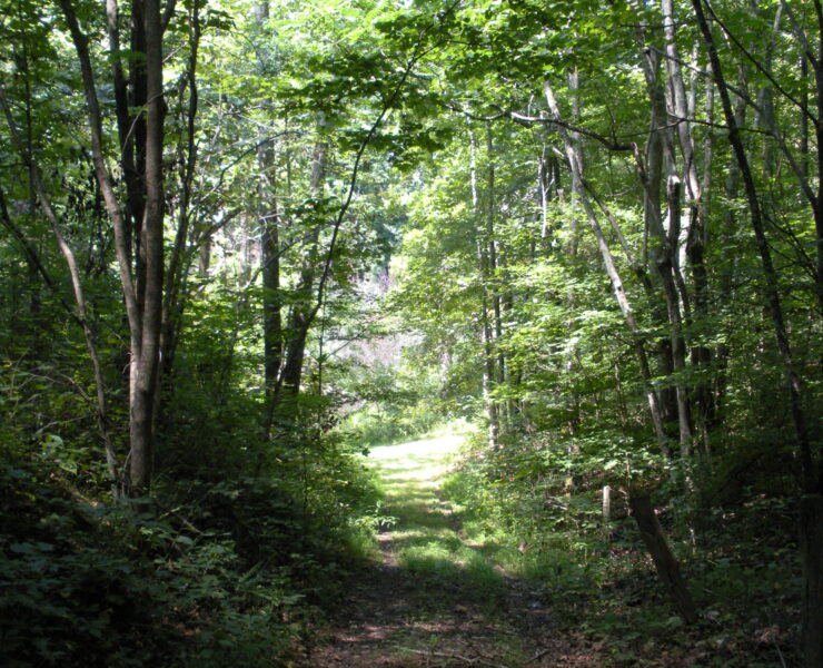 Firefly Farms tree canopy