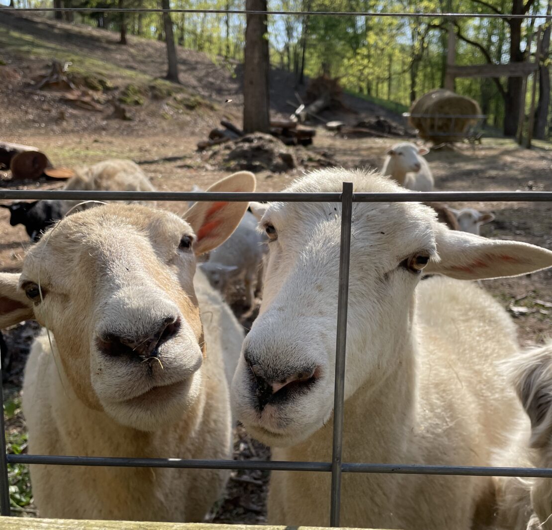Two katahdin sheep looking through a fence ate Firely Farms