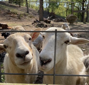 Two katahdin sheep looking through a fence ate Firely Farms