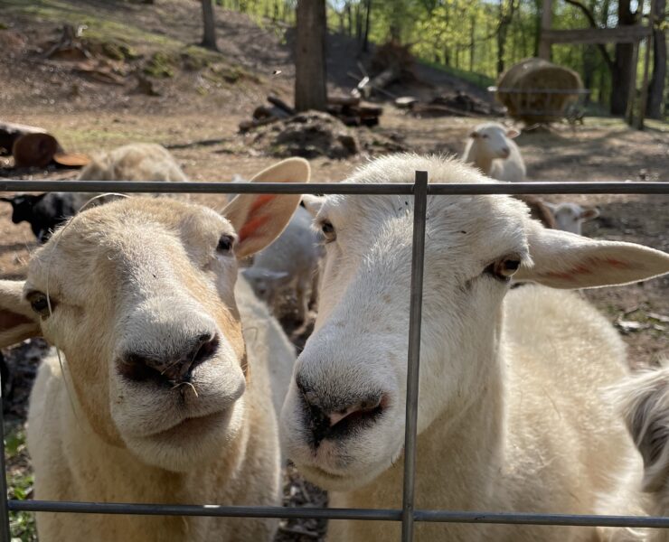 Two katahdin sheep looking through a fence ate Firely Farms