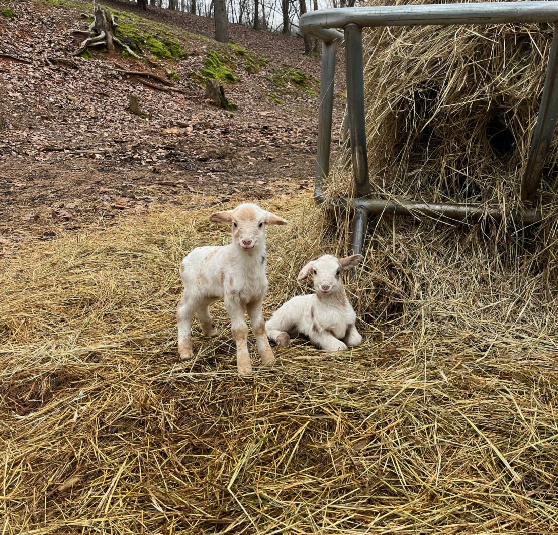 Two brown and white lambs sitting in hay