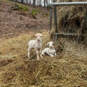 Two brown and white lambs sitting in hay