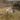 Two brown and white lambs sitting in hay