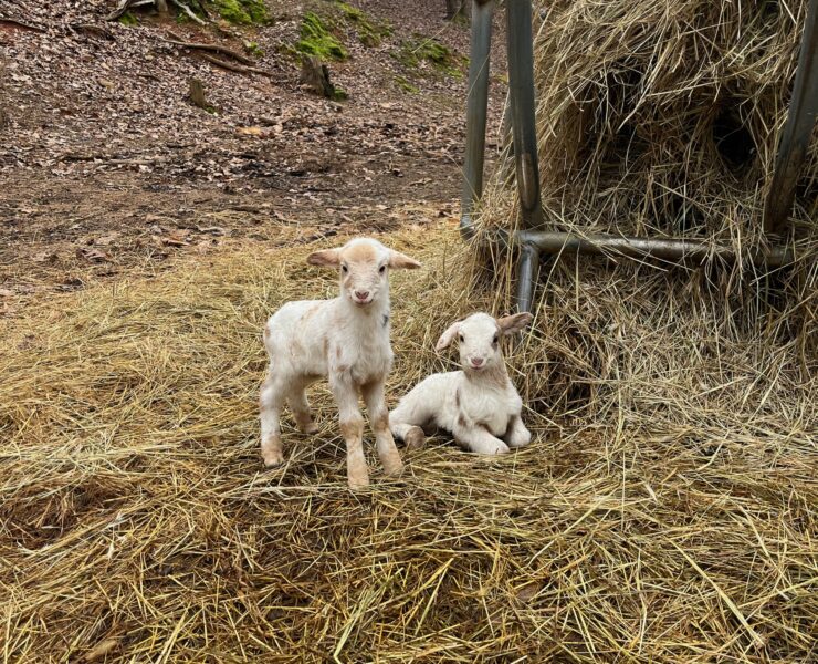 Two brown and white lambs sitting in hay