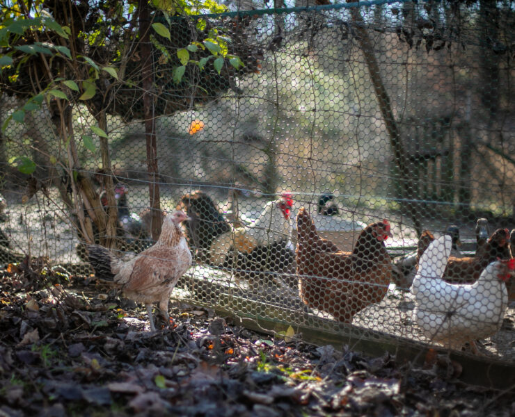 Image of a brown chicken standing outside of a fence where several other chickens stand.