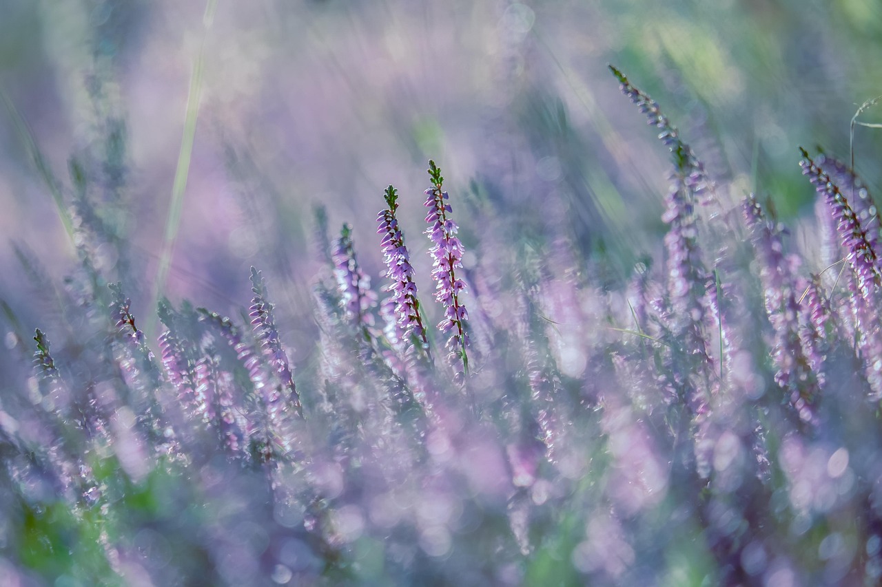 Lavender