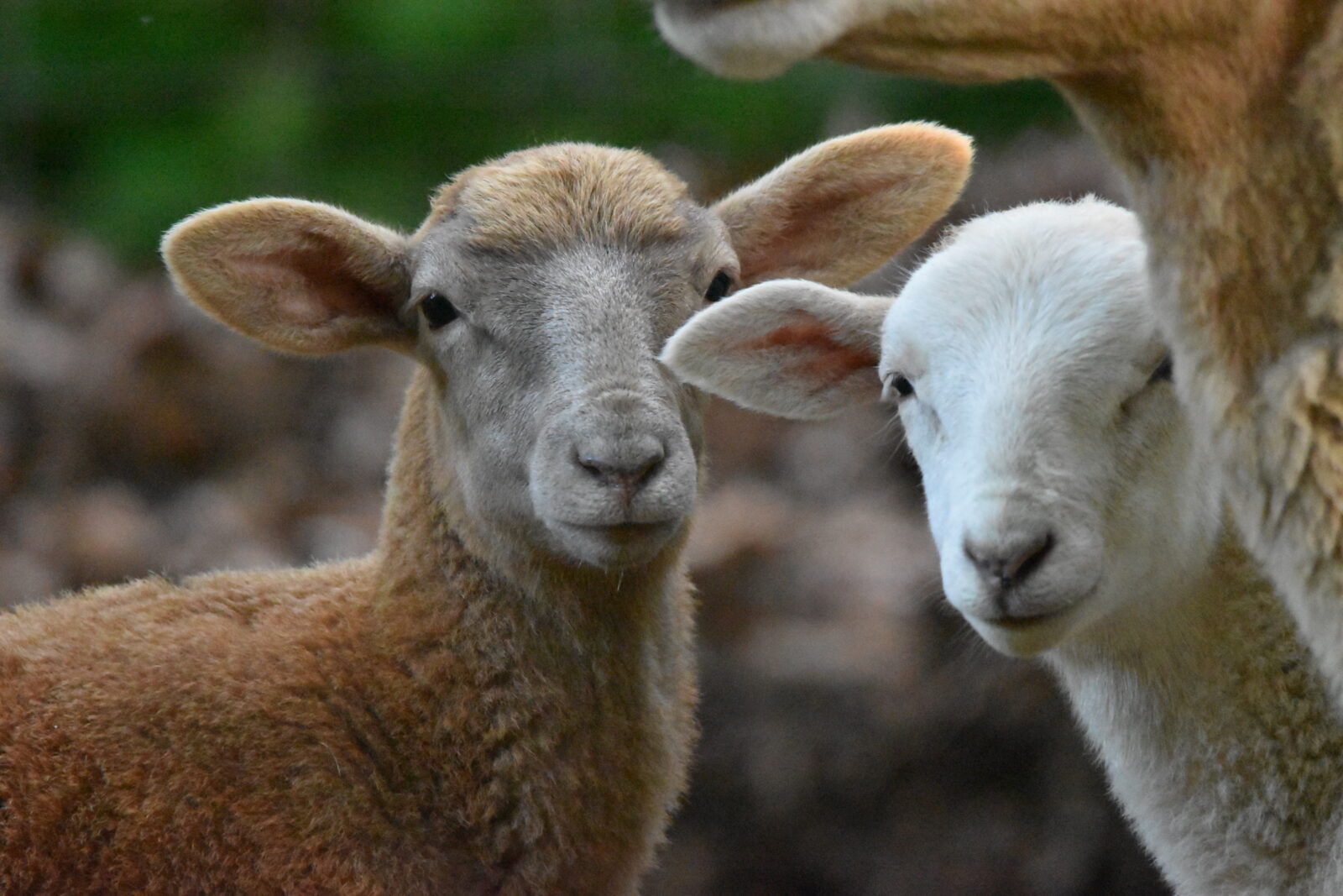 Two lambs