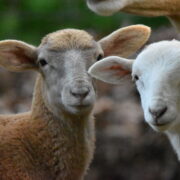 Two lambs