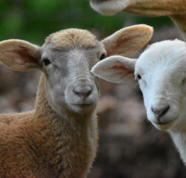 Two lambs