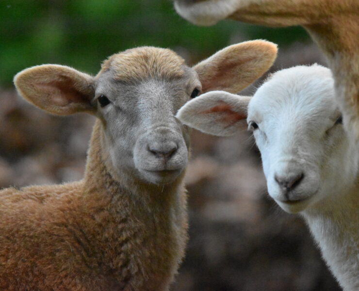 Two lambs