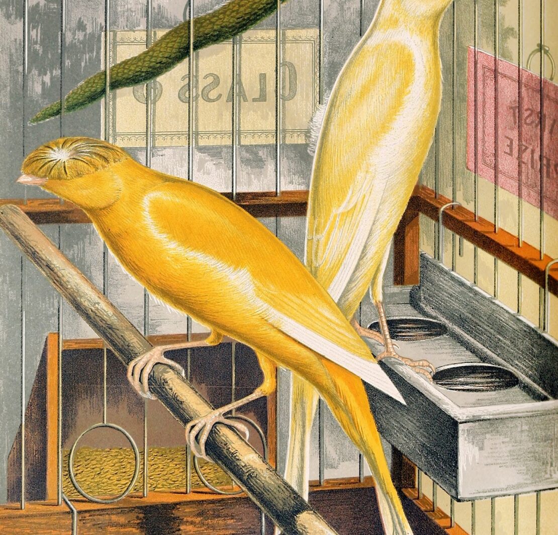 Painting of two yellow birds in a cage