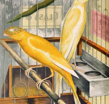 Painting of two yellow birds in a cage