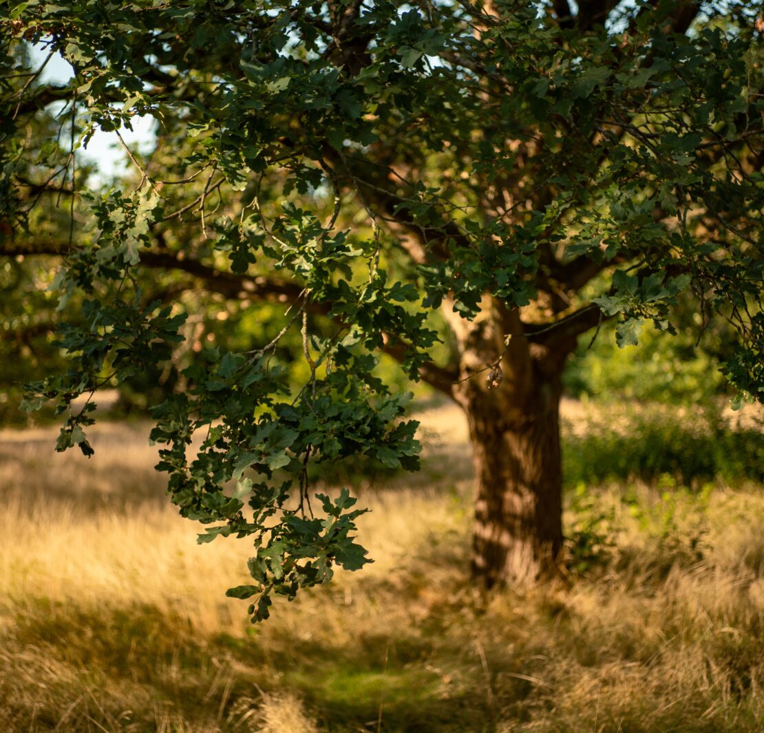 Oak tree