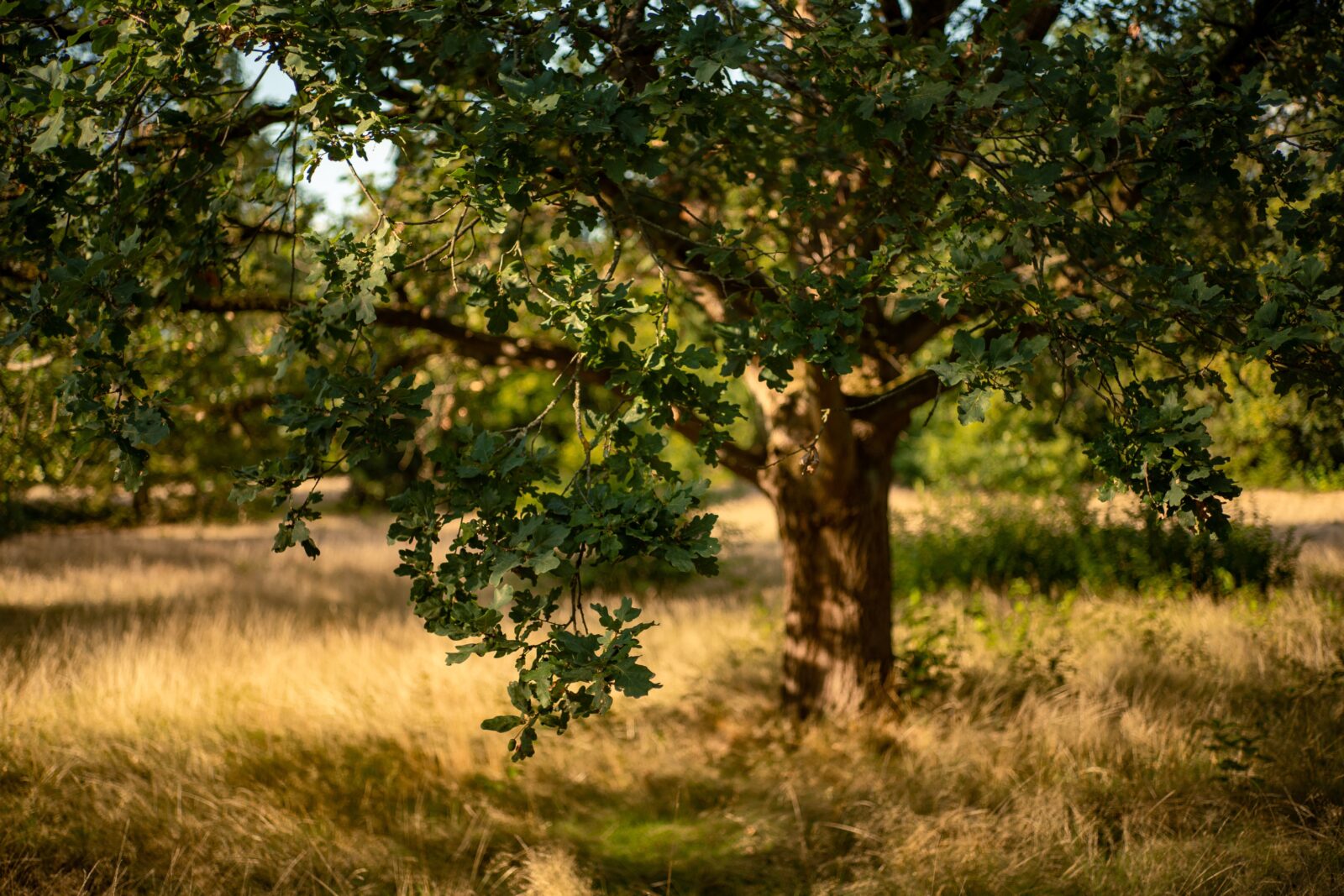 Oak tree
