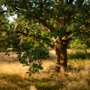 Oak tree