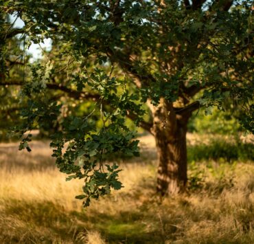Oak tree