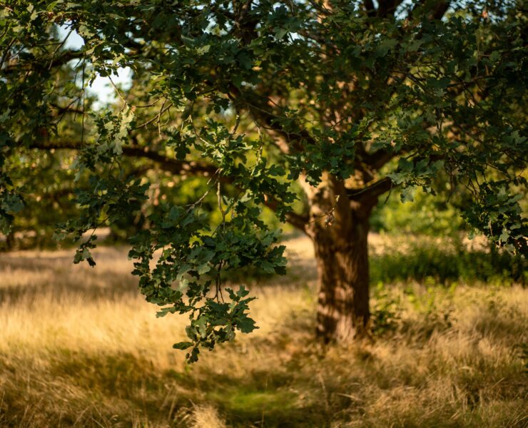 Oak tree